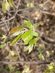 Grewia bicolor bicolor