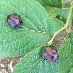 Brachystethus rubromaculatus