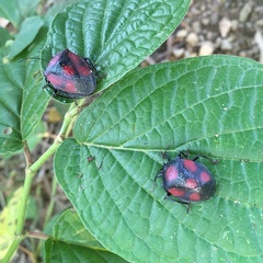 Brachystethus rubromaculatus