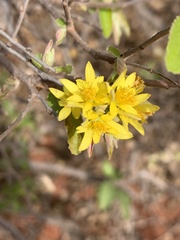 Grewia bicolor bicolor