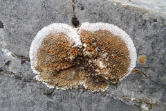 Squamulea galactophylla