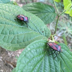 Brachystethus rubromaculatus