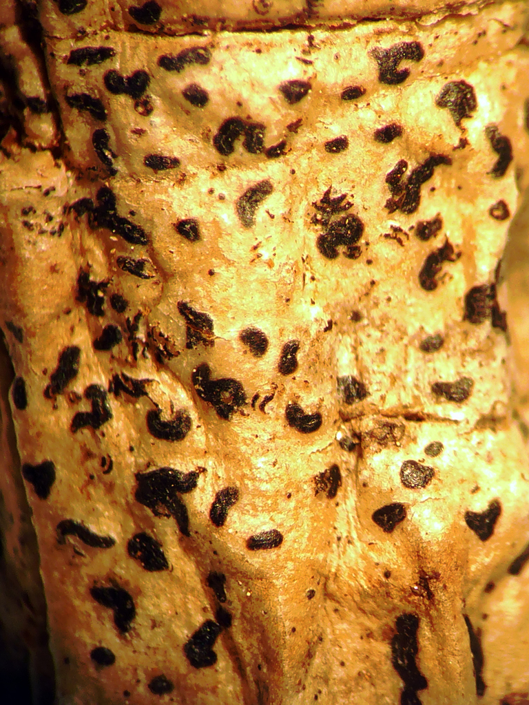 Arthopyreniaceae