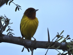 Setophaga petechia xanthotera