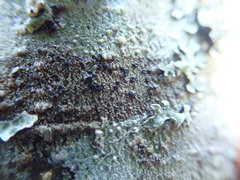 Palicella schizochromatica