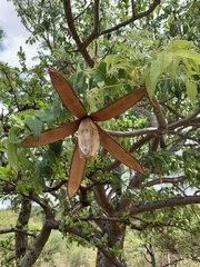 Entandrophragma caudatum