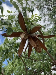 Entandrophragma caudatum