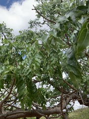 Entandrophragma caudatum