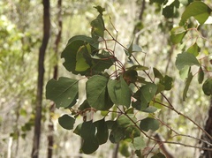 Eucalyptus populnea