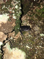 Plethodon metcalfi