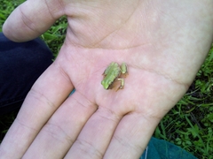 Exerodonta smaragdina