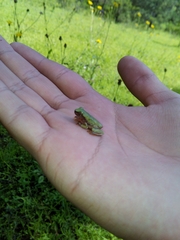 Exerodonta smaragdina