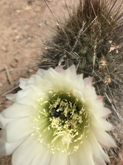 Alloscirtetica