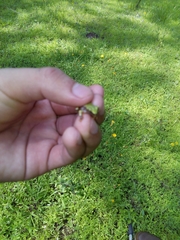 Exerodonta smaragdina