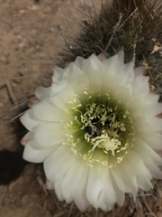 Alloscirtetica