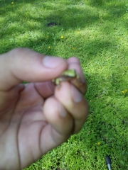 Exerodonta smaragdina