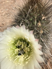 Alloscirtetica
