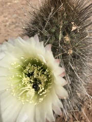 Alloscirtetica