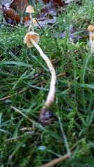 Macrocystidia