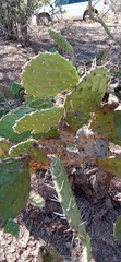 Opuntia decumbens
