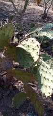 Opuntia decumbens