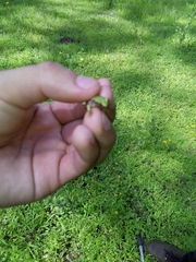 Exerodonta smaragdina