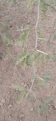 Prosopis glandulosa