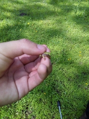 Exerodonta smaragdina