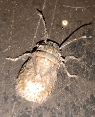 Colpocarena complanata