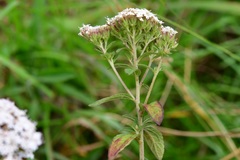 Stevia tomentosa