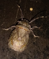 Colpocarena complanata