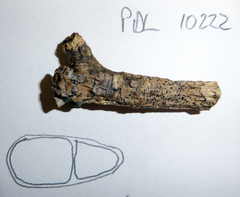 Arthopyrenia gemellipara