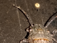 Colpocarena complanata