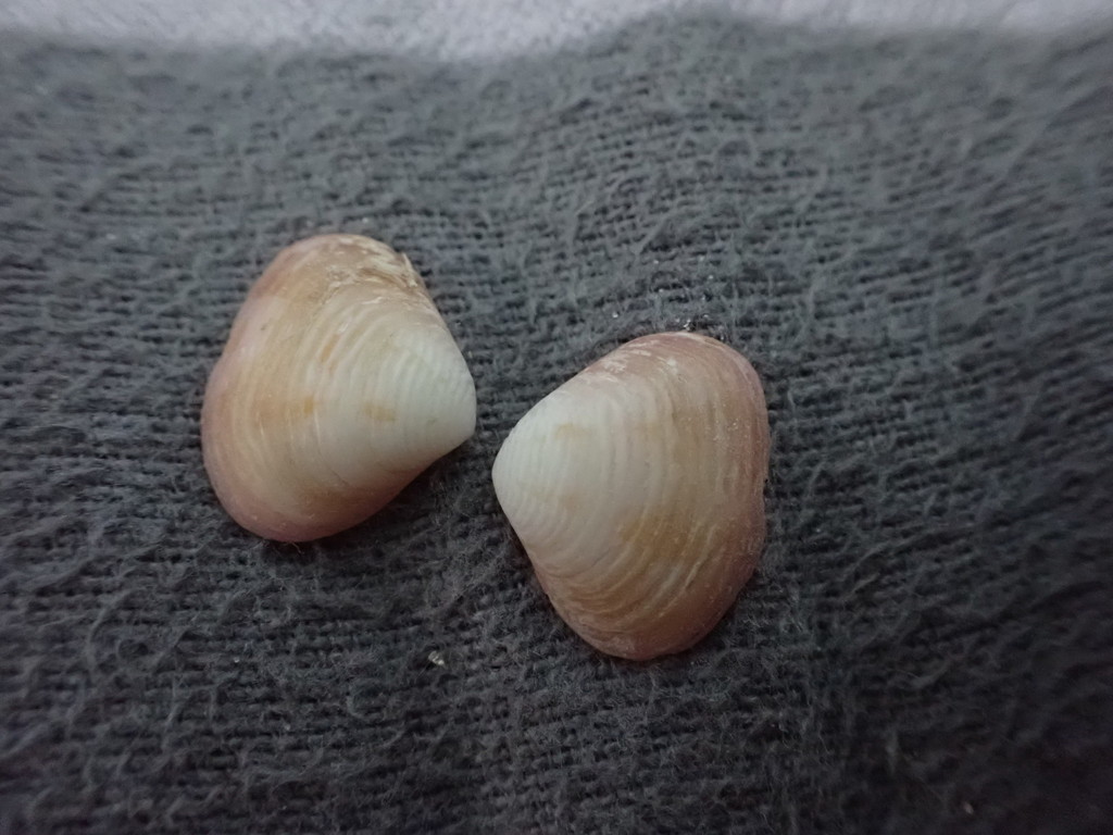 Talabrica bellula