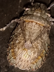 Colpocarena complanata