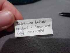 Talabrica bellula