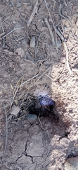 Crotalus atrox