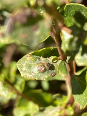 Aceria baccharipha