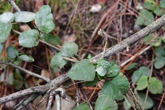 Desmodium molliculum