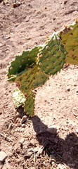 Opuntia decumbens