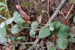 Desmodium molliculum