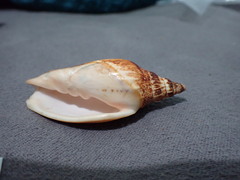 Barbatia novaezealandiae