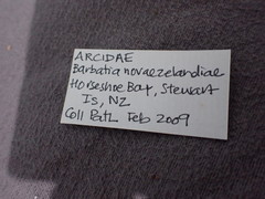 Barbatia novaezealandiae
