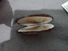 Barbatia novaezealandiae