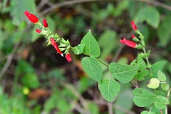 Salvia holwayi