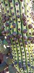 Stenocereus thurberi
