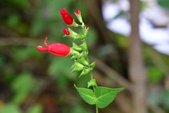 Salvia holwayi