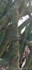 Stenocereus thurberi