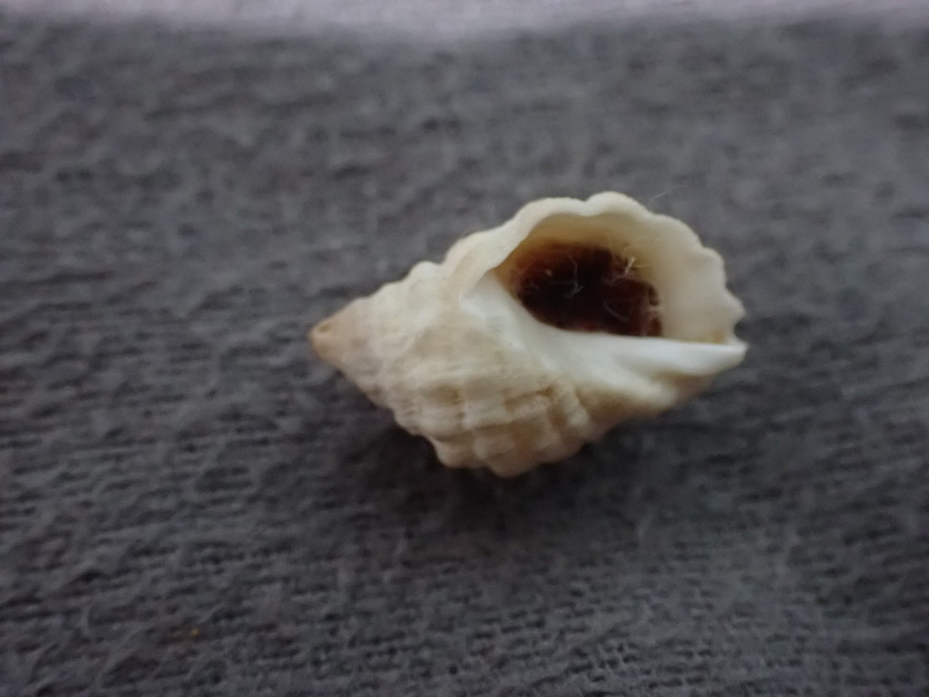 Neothais smithi