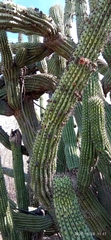 Stenocereus thurberi
